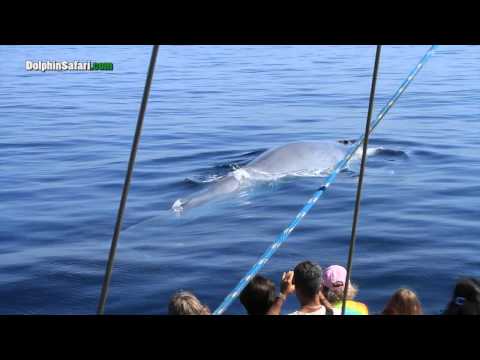 Friendly Blue Whale "Buddy" Mugs Our Dana Point Whale Watching Boat