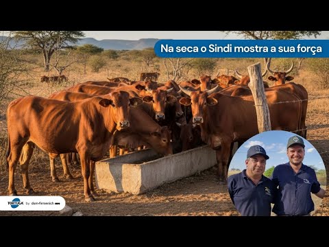 Criatividade e Tortuga® contra a dureza do Sertão | Noticiário Tortuga