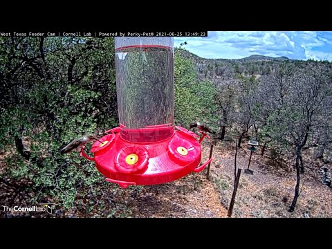 Busy Hummingbird Feeder In Sunny West Texas – June 25, 2021