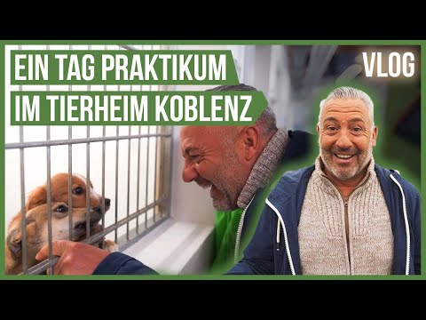 Ich mache Praktikum im Tierheim Koblenz! 🤗 Tierschutzhunde, Katzen uvm. #Vlog