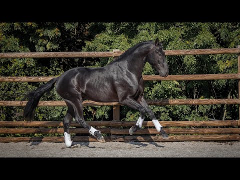 **SOLD** Piro free top class youngster by Totilas (REF#574)