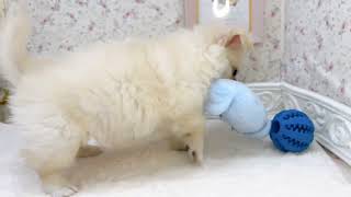 チワワ（ロング）の動画01