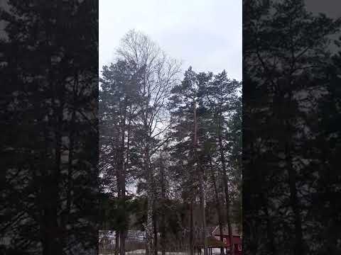 Stormen Malik 30.01.2022 i Sverige / Sturm Malik in Schweden am 30.01.2022 / Storm Malik Sweden