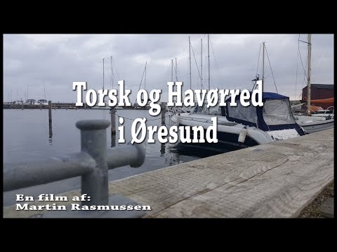 Trolling efter torsk og havørred på Øresund ved Skovshoved