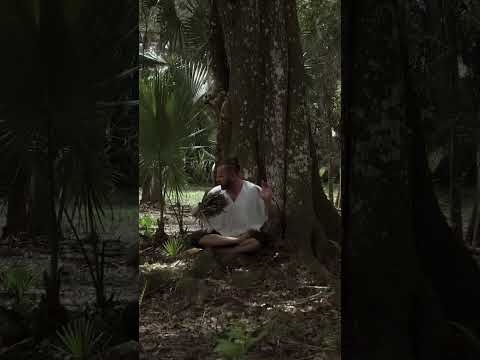 #curandero #shamanica #yuraicaro #shamanicaro #icaro #mantra #light #pachamama #grasias #madre #aho