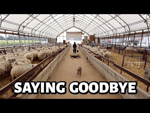 FALL FARM VLOG: A day NO sheep farmer enjoys... (the hard truth.)