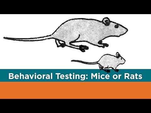 Behavioral testing in animals. Part 1: Mice or Rats?