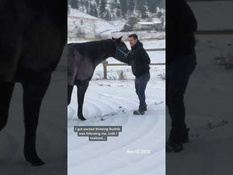 Why follow mum when he can have playtime with his best bud? 🥲 #bromance #throwback #horse #horses