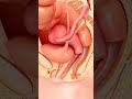 Female Internal Reproductive Organ  #BiologyBasic #HumanAnatomy #EducationalShorts