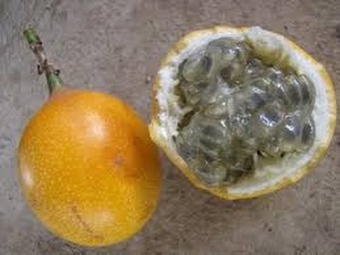 , title : 'Cómo Sembrar fruta Granadilla - TvAgro por Juan Gonzalo Angel'