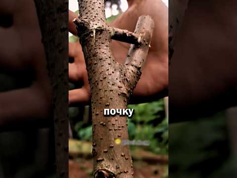 Самый необычный метод прививания деревьев👍 #сад #дача #shorts