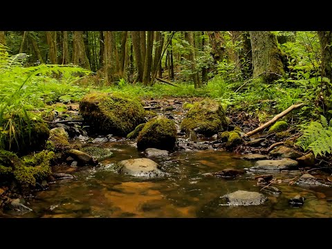 Relaxing and calm sounds from the gentle mountain stream in the forest - Running water to rest