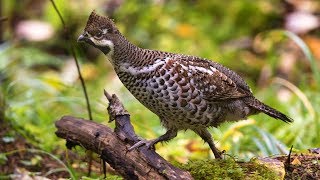 Download lagu Hazel grouse in autumn. (Рябчик осенью) mp3