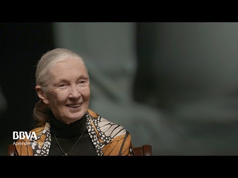 Mi mensaje a las niñas que quieren ser científicas. Jane Goodall, primatóloga