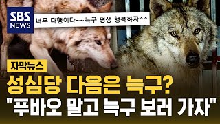 무사해서 다행이야 드디어 돌아온 늑구..성심당 다음은 늑구? 푸바오 말고 늑구 보러 가자 (자막뉴스) / SBS