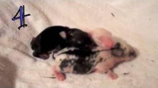 Watch baby bunnies grow up!! (newborn to 35 days)