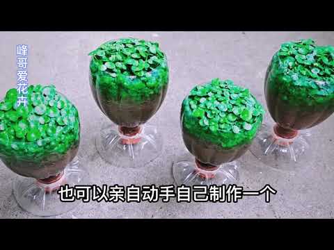 波斯紅草水培