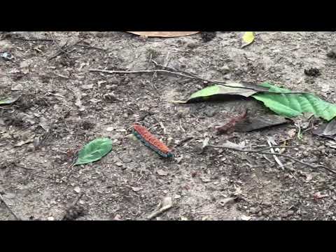 El gusano que Camiño conmigo dentro de mi zapato