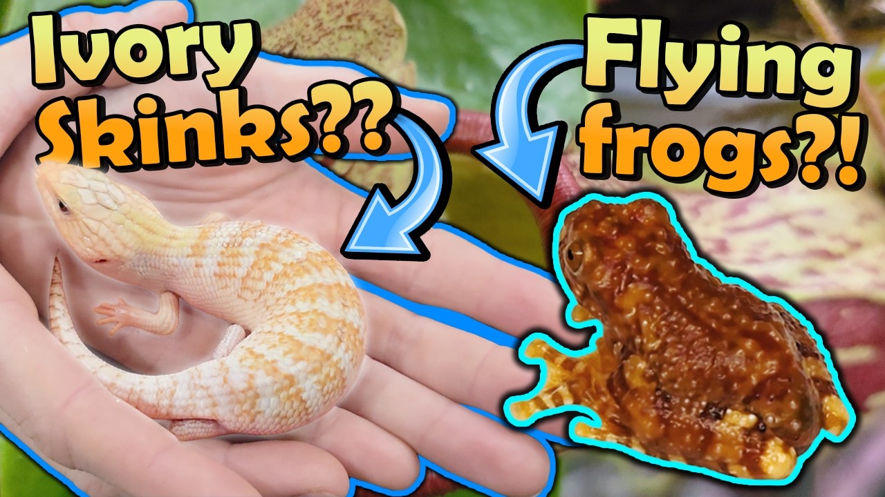 Vending a Huge Reptile Expo in Tinley Park!! (NARBC 2026)