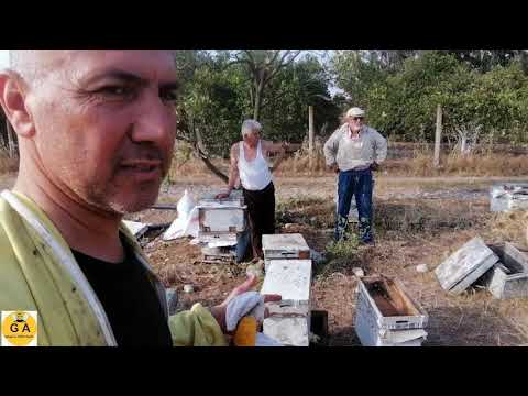 , title : 'Arıcılık. Kovandaki arılar tarlacıya döndüğünde müdahale nasıl yapılmalı.beekeeping. Arıçılıq'