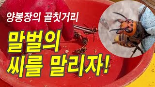 양봉장의 골칫거리, 말벌의 씨를 말리자! 지금이 적기...