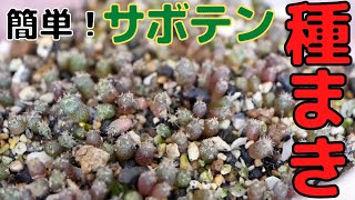 【サボテン 種まき】ロフォフォラの種子を蒔いた結果どうなったか？ [実生]