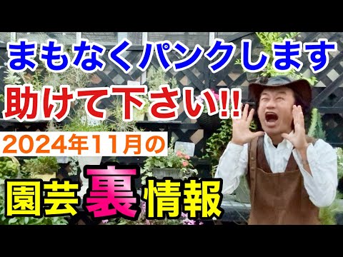 温室のウィンターガーデンをセットアップする方法: 緑のコーナーを作るためのインスピレーションあふれるアイデア  庭園