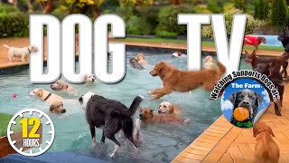 Dog Daycare TV: Entertainment for Dogs 🐶 Videos For Dogs to Watch to Prevent Boredom & Anti Anxiety