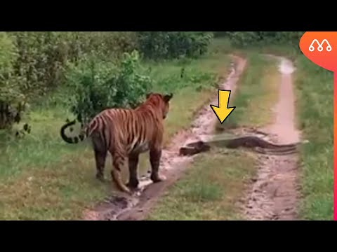 SNAKE ATTACKS TIGER, LEOPARD AND LION