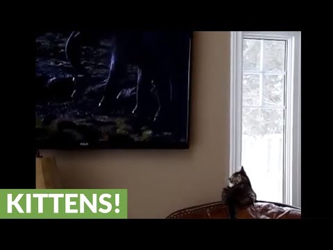 Kitten absolutely fascinated by 'Jungle Book' movie