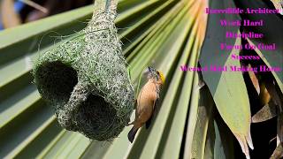 Download lagu Incredible Architect🥰 Impressive Of Weaver Bird Build NestEp64 mp3