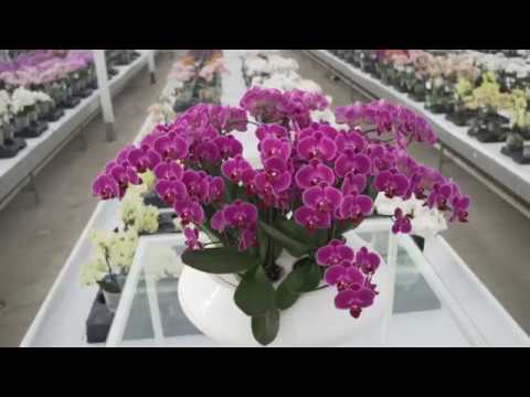 AUTOMATING ANTHURIUMS & ORCHIDS to Market — Ep 078