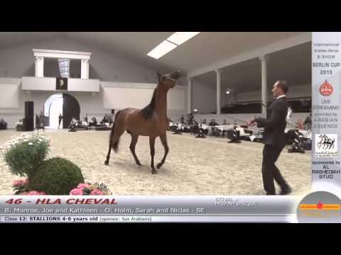 Berlin Cup Werder 2015 - Stallion 4-6 years old (Class 12) - N.46 HLA CHEVAL