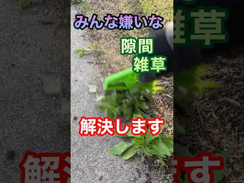 芝生の雑草と戦う トピックス