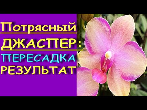 Одна из КРАСИВЕЙШИХ орхидей:ПЕРЕСАДКА и РЕЗУЛЬТАТ phal. Taisuco 'Jasper',фаленопсис Тайсуко Джаспер.