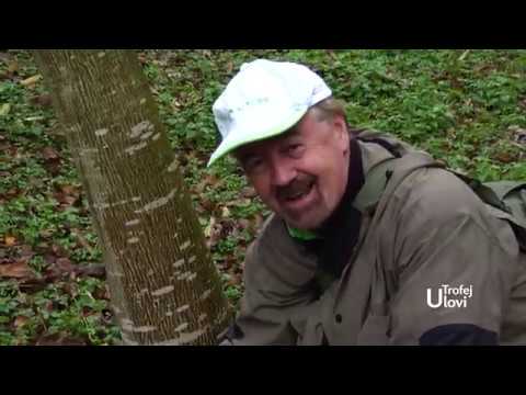 Ulovi Trofej - Lov skobalja na Drini