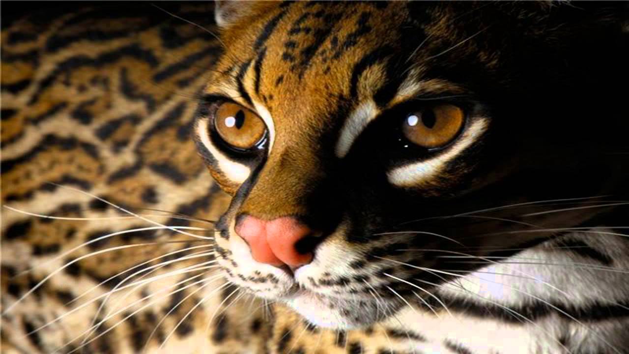 Wild Cats,,,,,,,,,,,,,,,Beautiful Collection Of Wild Cat Wallpapers