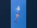 Swordfish Attacks Giant Squid 🦑