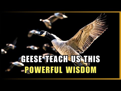 The Wisdom of Geese: Transformative Lessons to Strengthen Your Team