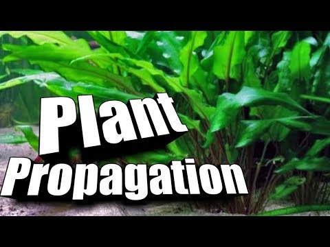 How to "Propagate" Cryptocorynes | ~Easy Guide~ to Aquarium Plants