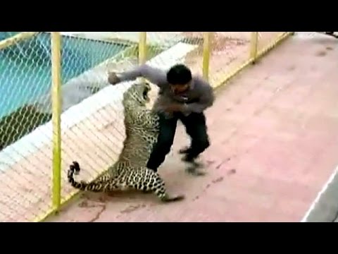 Leopardo invade escola e fere seis pessoas na Índia