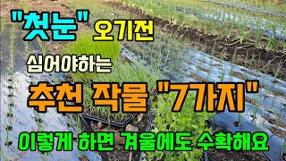 겨울에 잘 자라고 심는 추천작물 7가지 첫눈 오기전 꼭 심어주세요 #11월에심는작물 #텃밭농사