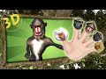 3D Finger Family Song 3D Baboon Daddy Finger Nursery Rhyme Hip Hop Monkeys Finger Family Animals