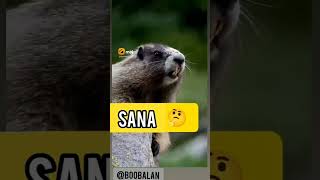 Download lagu Tag your Sana friend #viral #plslikesubscribe #trendingshort mp3