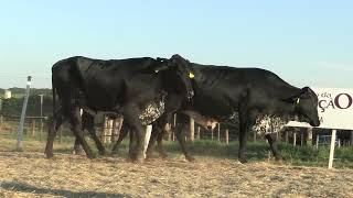 Vídeo 52 - 42º LEILÃO DA TRADIÇÃO | GADO GIROLANDO E HOLANDÊS HVB