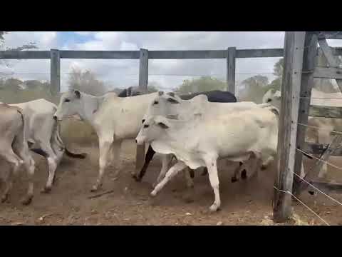 33 Garrotes Nelores: 2.600 reais cada em Juarez Távora/ Paraíba. Whatsapp 84 99810 2784*#gado 