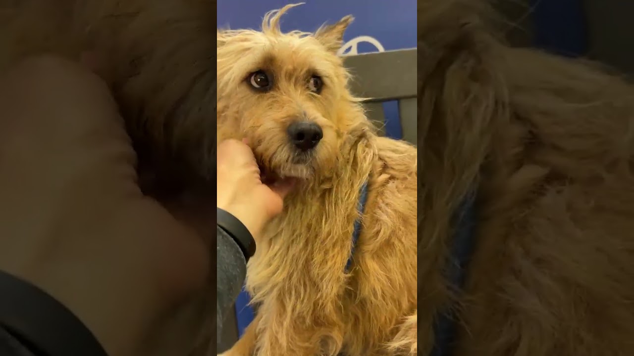 Enlarge PUCK, a Adoptable Terrier in Berlin, NJ video 2/5