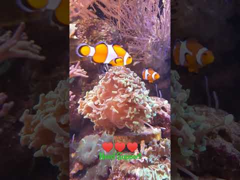 Amazing Fishes Under Water # Support Plz # Like # Subscribe # Short # CFA-026
