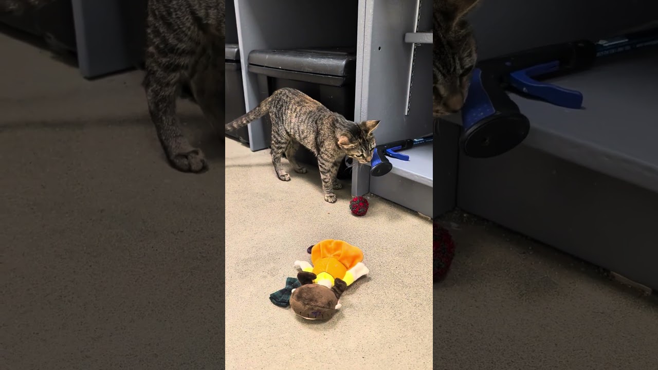 Enlarge Smeagol, a Adoptable Domestic Short Hair in Cat Spring, TX video 2/6
