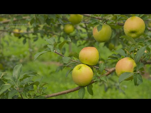 Les pommes de demain - L'épicerie